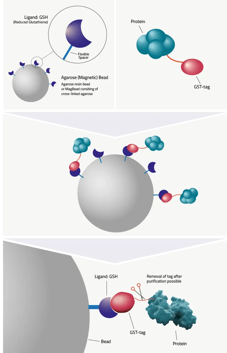 GSTTag Definition & Data